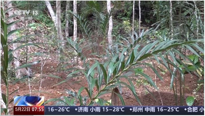 中国科学院昆明植物研究所副研究员 刘.png