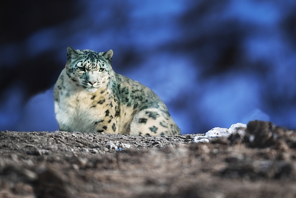 雪豹的22.png 雪豹的22.png