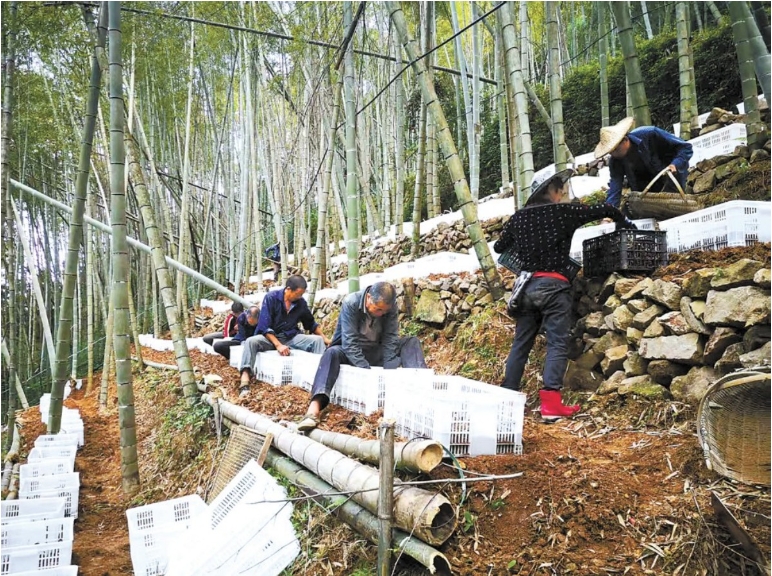 平阳当地林农种植金线莲.png