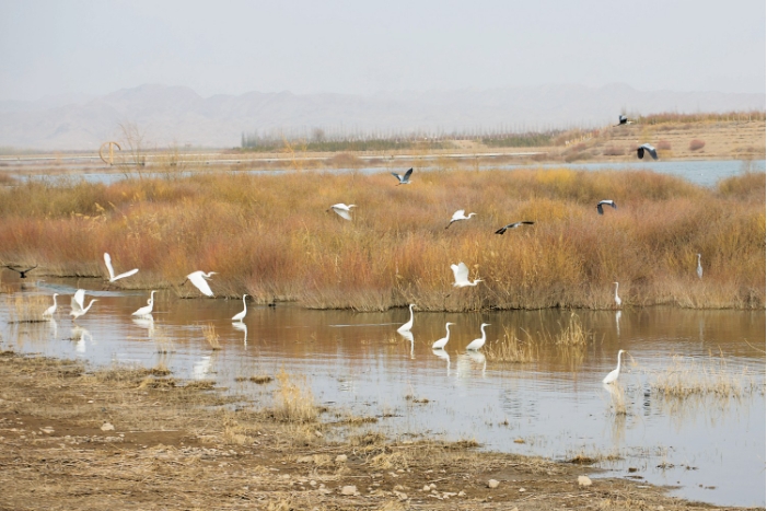 甘肃民勤迎来.png 甘肃民勤迎来.png