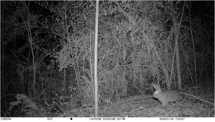 夜幕低垂,月色朦胧。.png 夜幕低垂,月色朦胧。.png