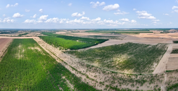 前郭县栽植的大面积防护林.png 前郭县栽植的大面积防护林.png