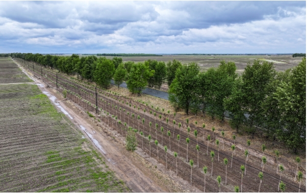 洮南市道路两旁新植的防护林带.png 洮南市道路两旁新植的防护林带.png