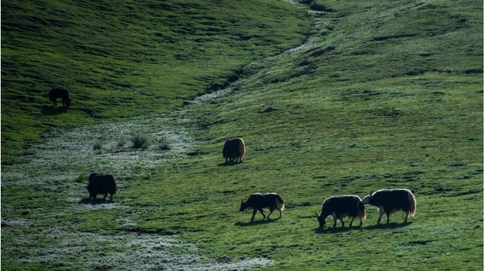 图为三江源地区拍摄的牦牛。.png