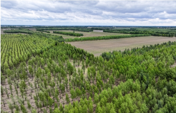 大安市大面积的防护林.png 大安市大面积的防护林.png