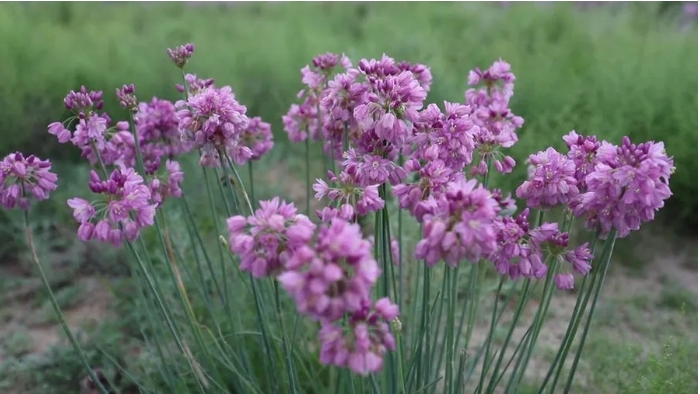 八步沙林场盛开的花朵。古.png