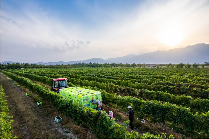 工作人员在葡萄园中忙碌.png 工作人员在葡萄园中忙碌.png