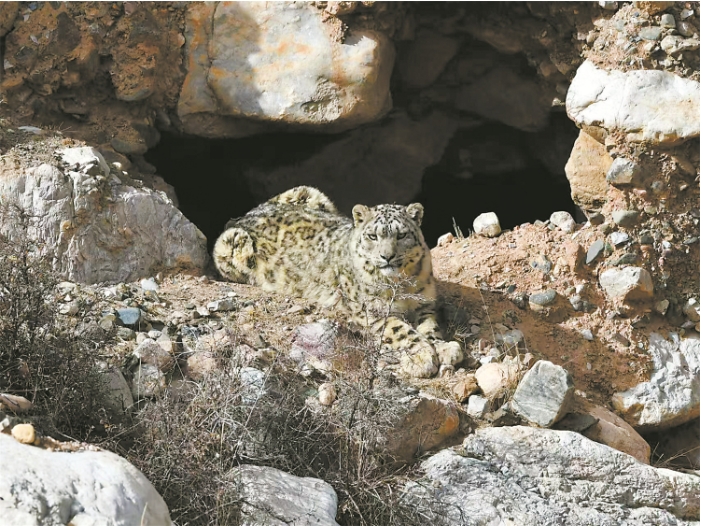 雪豹 王亮摄.png