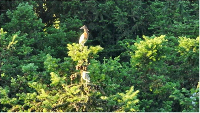 雷家岭村依山傍水、田.png 雷家岭村依山傍水、田.png