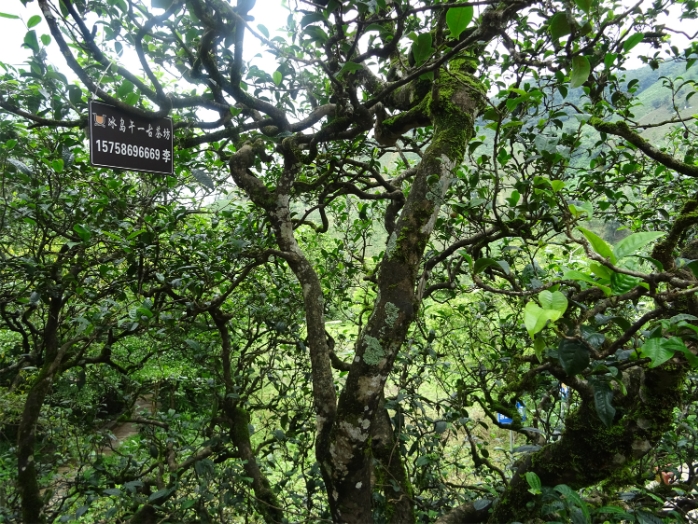 云南冰岛村古茶树.png 云南冰岛村古茶树.png