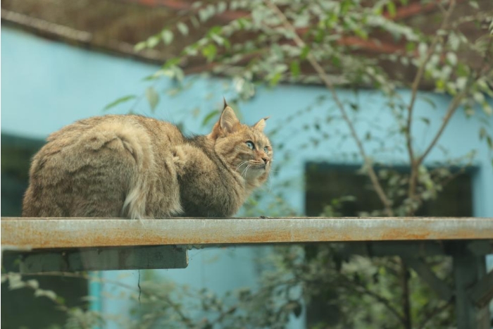 在青海省西宁市西宁野生动物园，一只荒漠猫.png