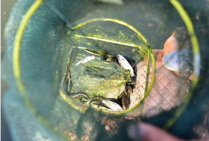 7月3日,在岱海湖畔一处鱼类监测点.png 7月3日,在岱海湖畔一处鱼类监测点.png