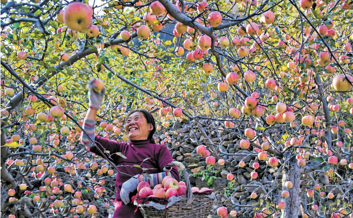 苹果丰收.png 苹果丰收.png