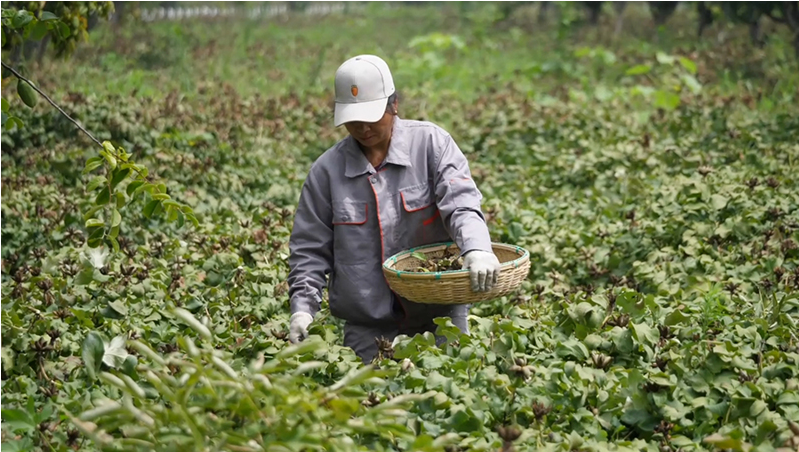 工人们正在牡丹田里采摘果荚.png