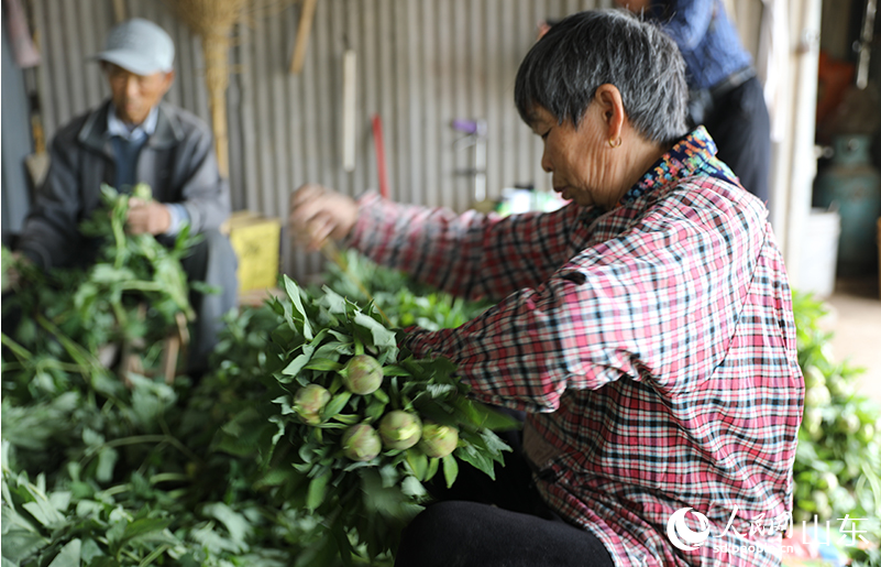 春天，村民们在梳理牡丹鲜切花。.png