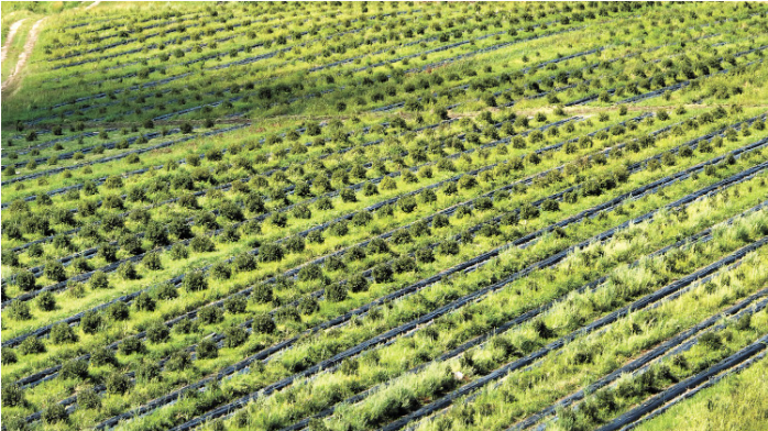 蓝靛果栽植基地.png 蓝靛果栽植基地.png