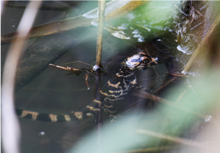 据悉,该窝鳄卵于今年.png 据悉,该窝鳄卵于今年.png