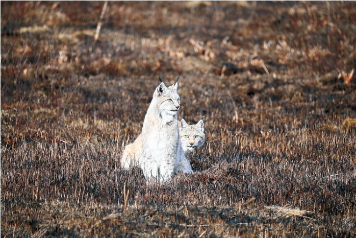 猞猁 金跃摄.png 猞猁 金跃摄.png