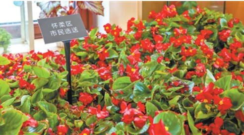 “千家万盆鲜花祝福祖国”.png “千家万盆鲜花祝福祖国”.png