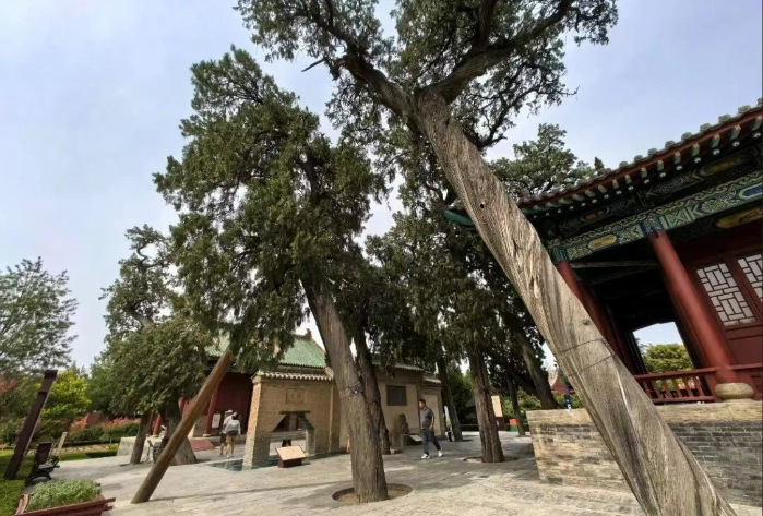 山西运城解州关帝庙内的古树.png
