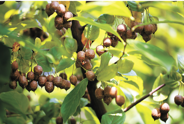 秤锤树果实.png 秤锤树果实.png