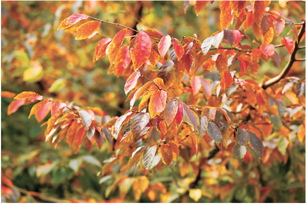 银缕梅秋季红叶.png 银缕梅秋季红叶.png