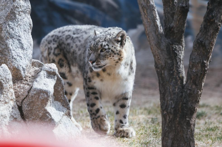 2025年4月1日，中国现存最年长的人工繁育雪豹.png
