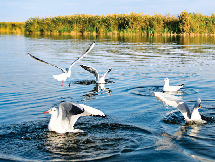 候鸟在内蒙古乌梁素海湖面嬉戏、觅.png 候鸟在内蒙古乌梁素海湖面嬉戏、觅.png