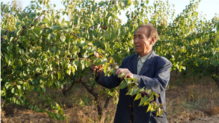 王占峰在修剪杏树枝条(2025.png 王占峰在修剪杏树枝条(2025.png