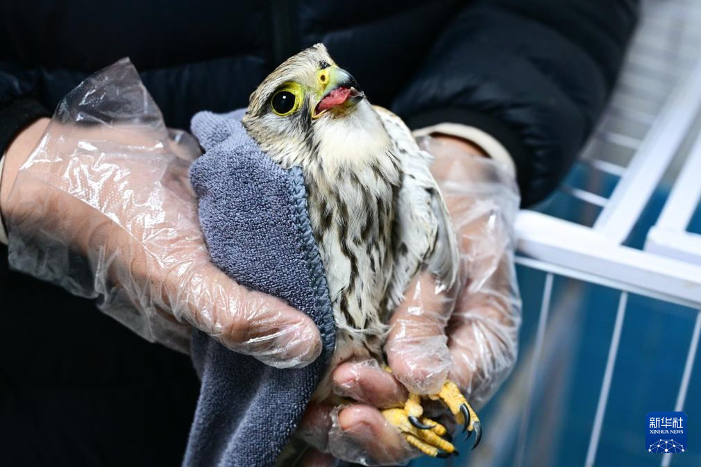11月10日，救护繁育站工作人员给一只受伤的红隼喂食.jpg