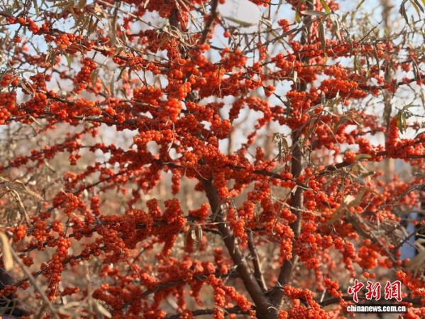 图为青海沙棘。李江宁 摄.png 图为青海沙棘。李江宁 摄.png