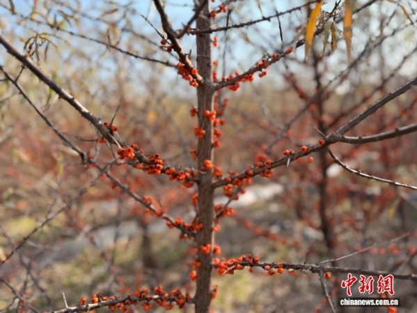 图为青海沙棘。.png 图为青海沙棘。.png
