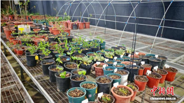 图为郑州植物园.png 图为郑州植物园.png