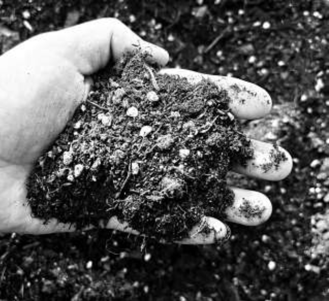 枯枝落叶制成的“黑土”。 受.png 枯枝落叶制成的“黑土”。 受.png