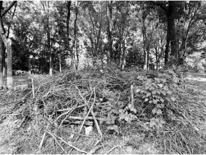 奥森公园的“本杰士堆”,.png 奥森公园的“本杰士堆”,.png