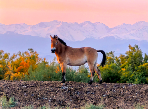 普氏野马。张赫凡摄.png