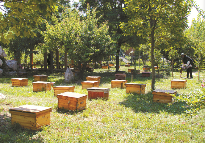 林下养殖蜂 临沂市林业.png