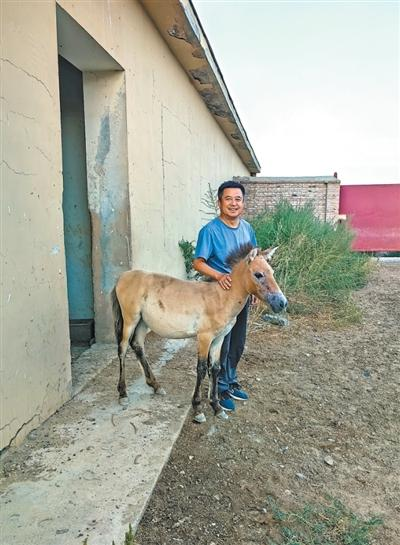 杨建明在照顾普氏野马小.png