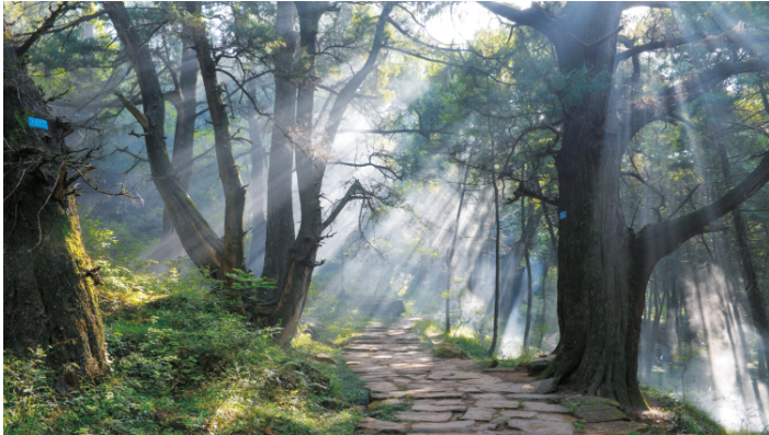 绵延300余里的剑门蜀道(翠云廊).png 绵延300余里的剑门蜀道(翠云廊).png