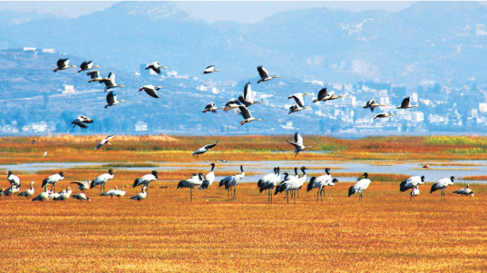 威宁草海鸟的天堂 何欢摄.png 威宁草海鸟的天堂 何欢摄.png