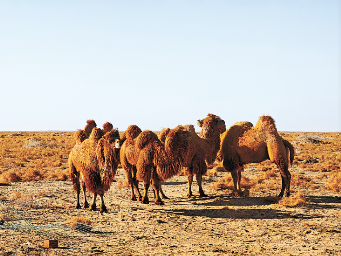 阿拉善左旗牧户牧场骆驼 李.png