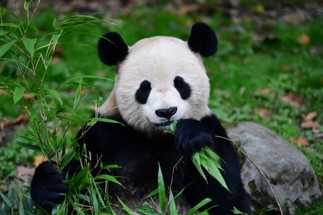 大熊猫.jpg