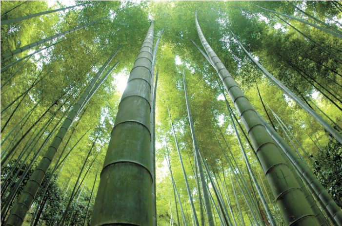 目前,全省竹林面积达1873万.png 目前,全省竹林面积达1873万.png