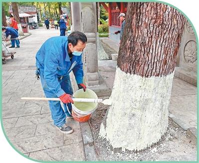 工作人员定期对古树进行涂白.jpg