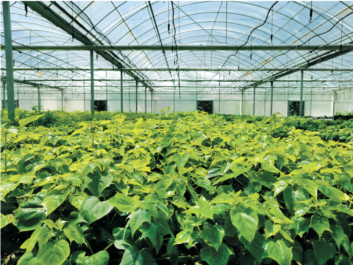 洛宁县国家核桃育苗基地温.png 洛宁县国家核桃育苗基地温.png