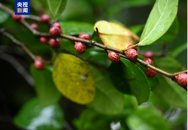 丰富了区域野生植物2222222.png 丰富了区域野生植物2222222.png