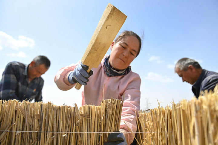 在新疆和田地区于田县阗东防沙治沙示范区，当地村民在制作草方格（4月15日摄）。.jpg