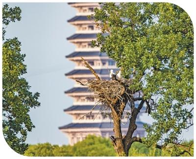 野生鸟类在黑瞎子岛国家.jpg 野生鸟类在黑瞎子岛国家.jpg