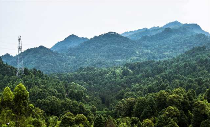 永川区三教镇张家湾林场，隐藏着我国现存面积最大的楠木.png