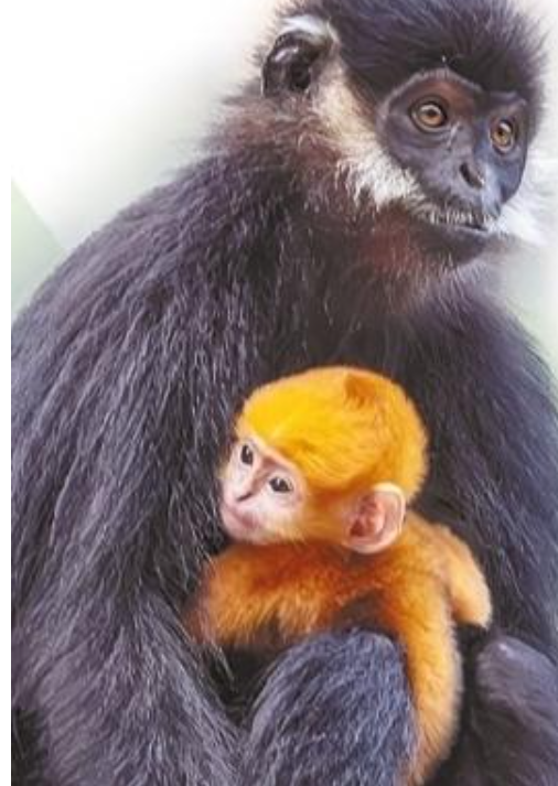 野钟黑叶猴自然保护区的黑叶猴。.png 野钟黑叶猴自然保护区的黑叶猴。.png
